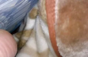 XXX durmak bilmez ve götten ilişki o size ellerini alırsa topları kuru kuruyacaktır, oğlum!